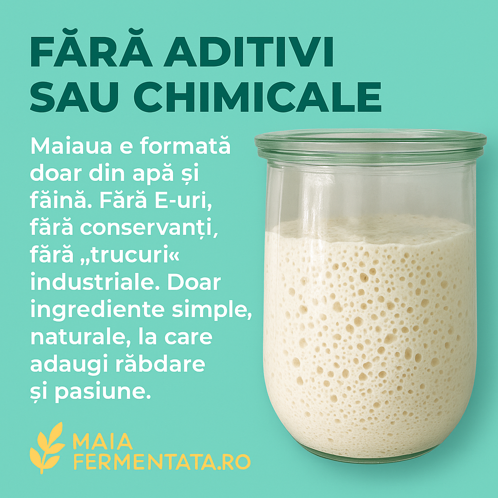 Maia Super Activă din 1916 Starter Kit Maia Uscată la Temperatură Joasă 36 ore