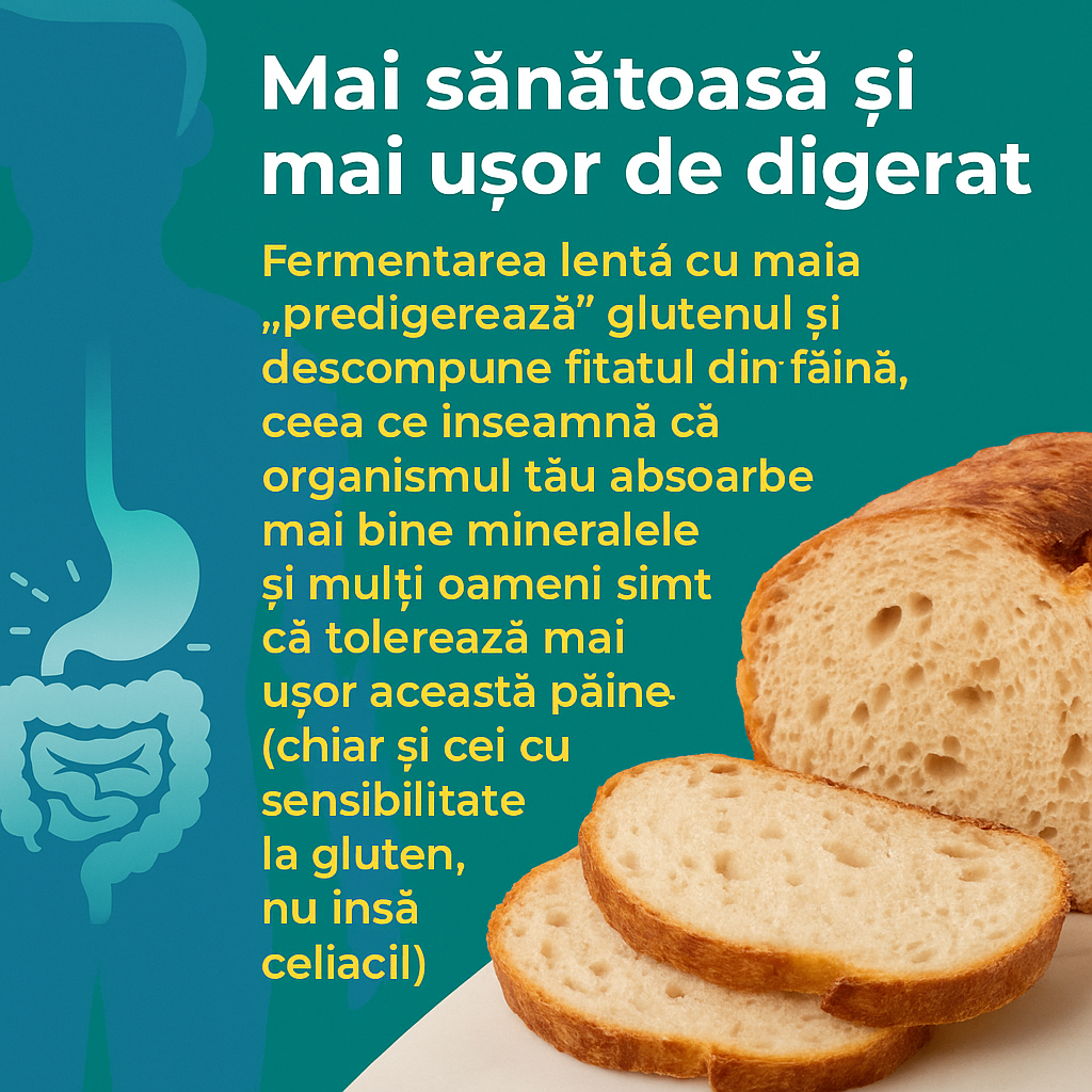 Maia Super Activă din 1916 Starter Kit Maia Uscată la Temperatură Joasă 36 ore