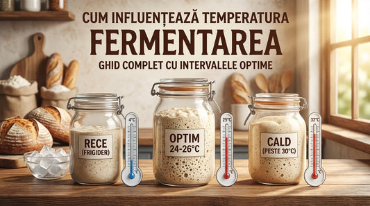 Cum Influențează Temperatura Fermentarea: Ghid Complet Cu Intervalele Optime